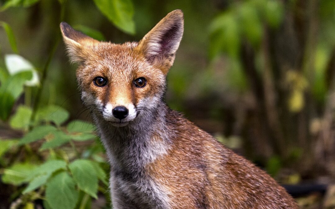 Mr Fox